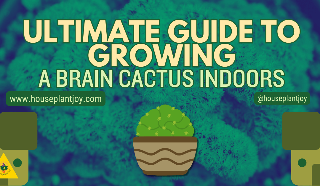 Ultimate Guide to Growing a Brain Cactus Indoors