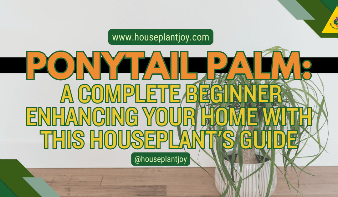 Ponytail Palm: Enhancing Your Home with this Houseplant