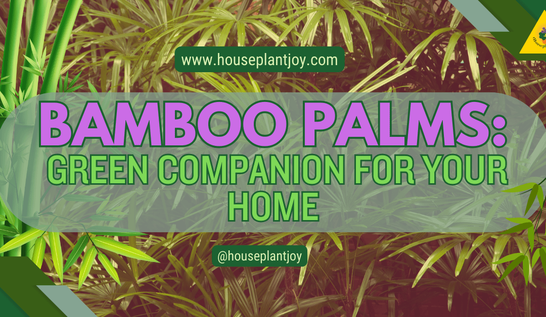 Bamboo Palms: Green Companion for Your Home