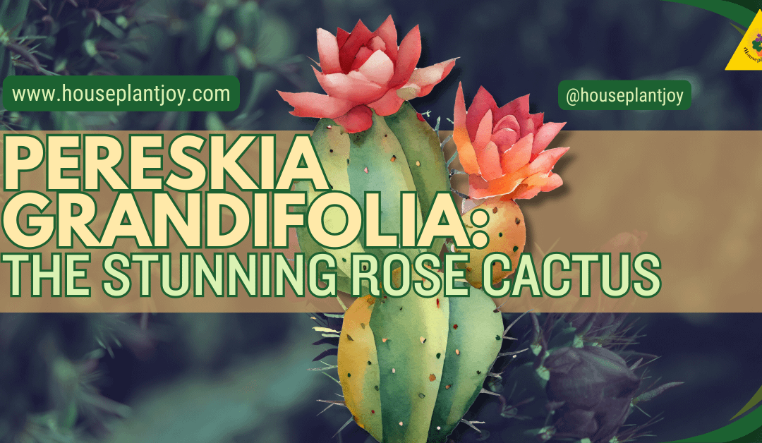 Pereskia Grandifolia: The Stunning Rose Cactus