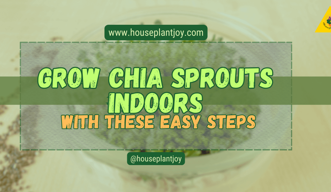 Grow Chia Sprouts Indoors with These Easy Steps