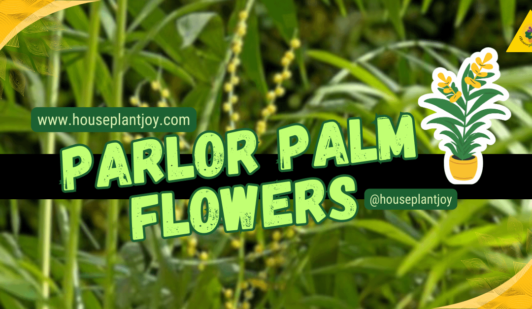 Parlor Palm Flowers