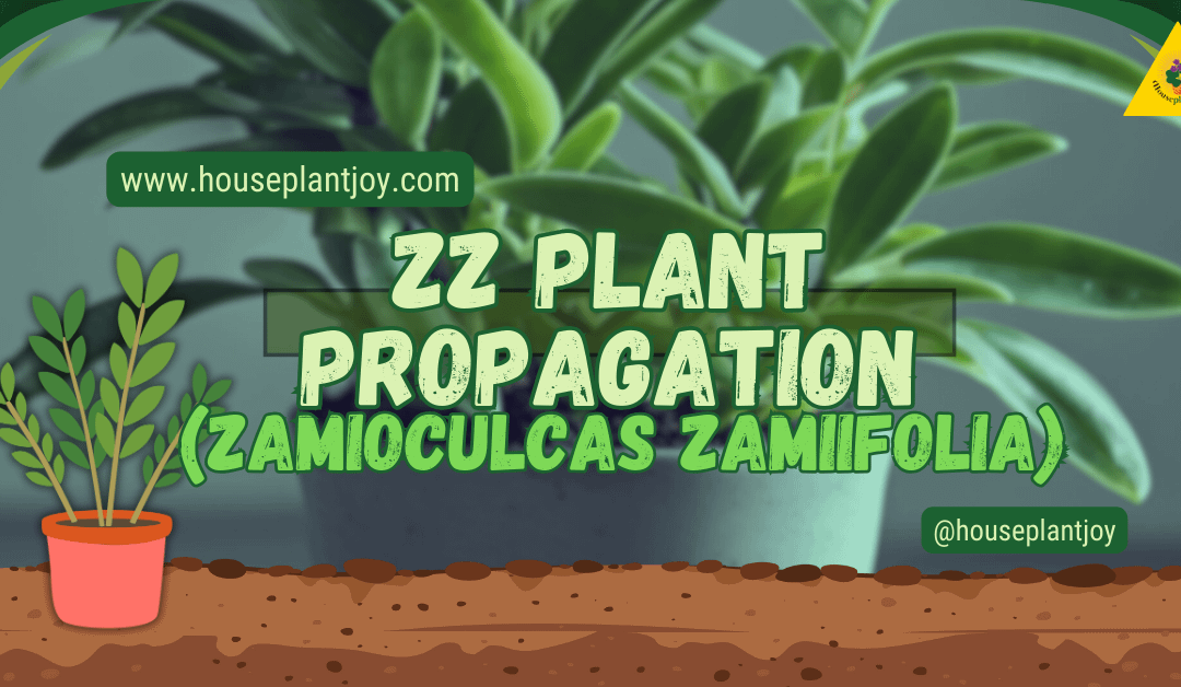 ZZ Plant Propagation (Zamioculcas Zamiifolia)