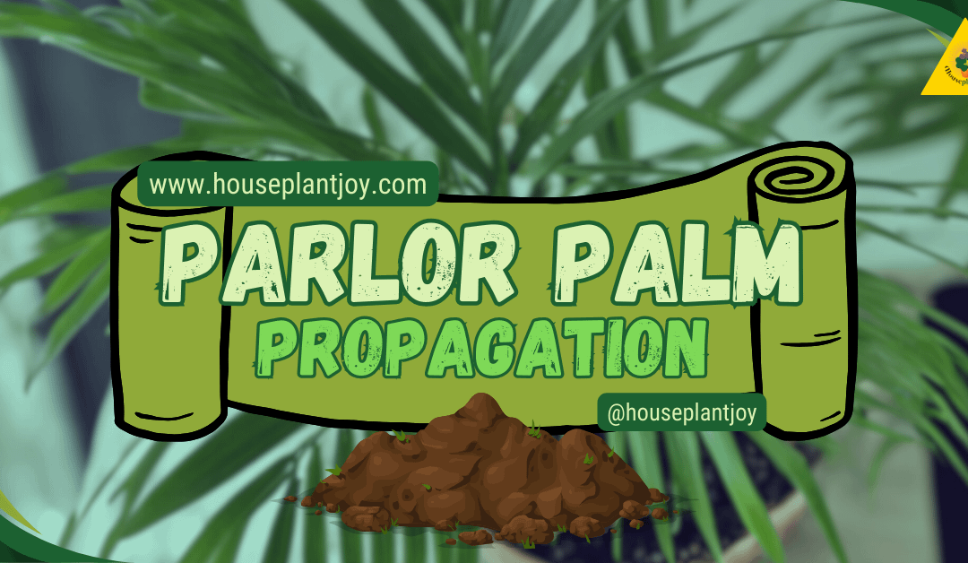 Parlor Palm Propagation