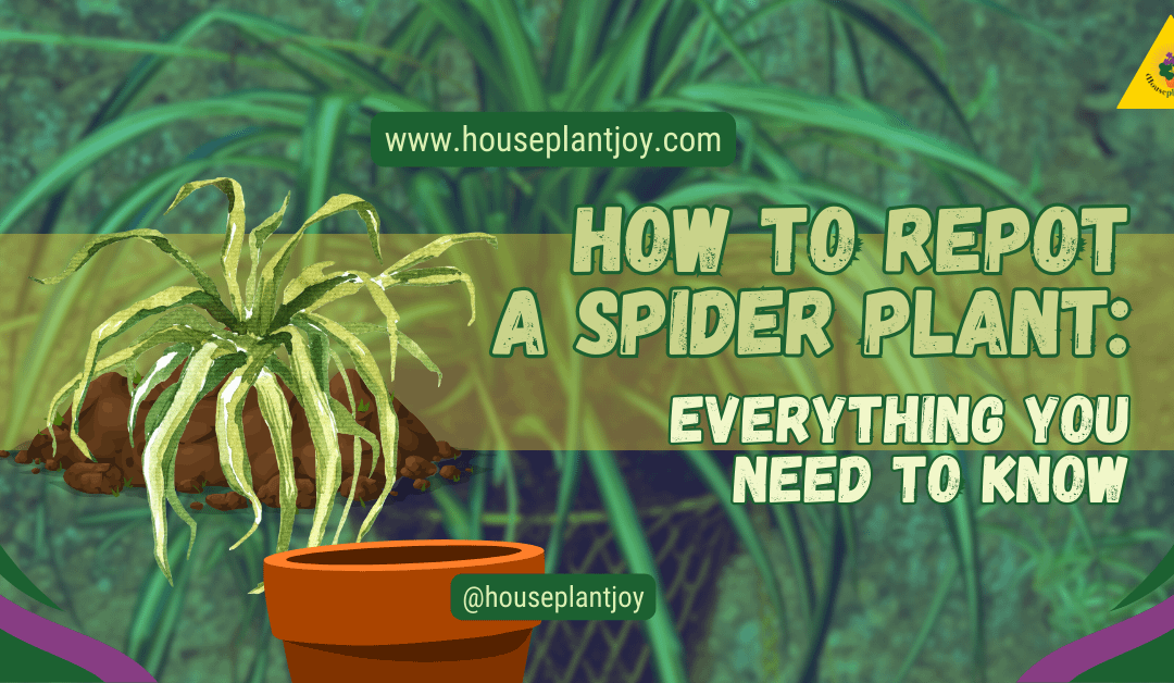 How to Repot a Spider Plant: Everything You Need to Know