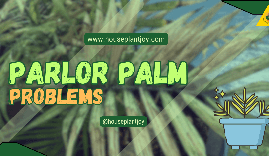 Parlor Palm Problems