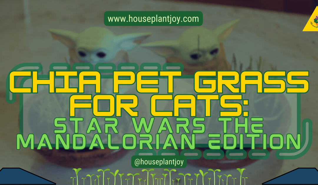 Chia Pet Grass for Cats: Star Wars The Mandalorian Edition