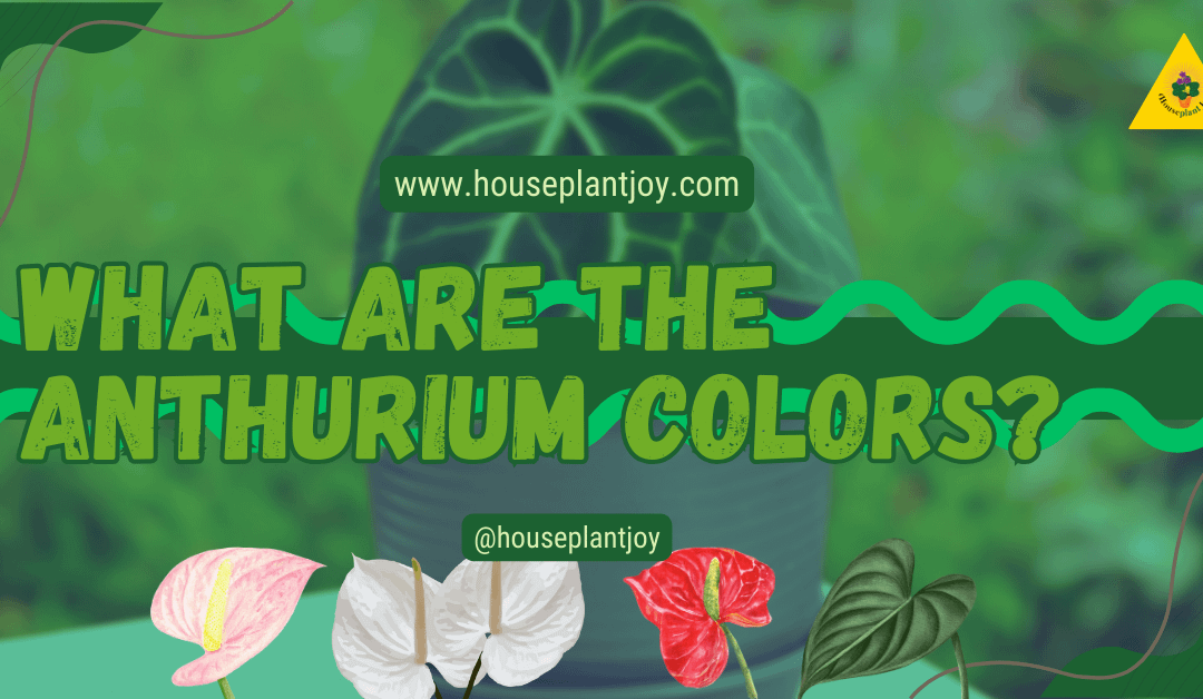 What Are the Anthurium Colors?