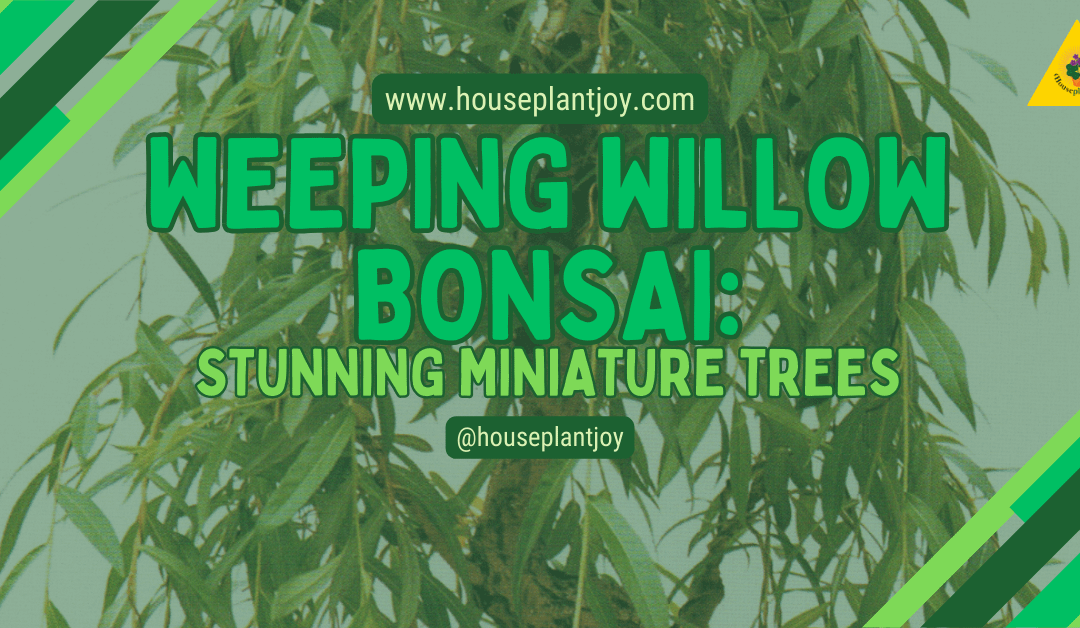Weeping Willow Bonsai: Stunning Miniature Trees