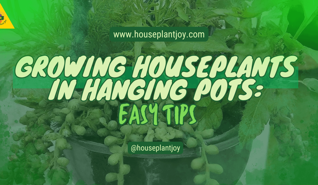 Growing Houseplants In Hanging Pots: Easy Tips