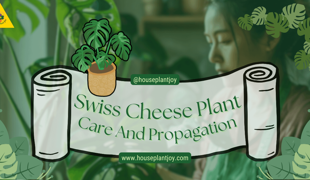 Swiss Cheese Plant Care And Propagation