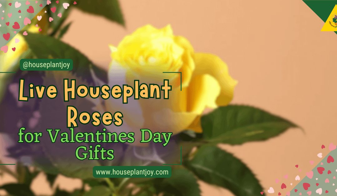 Live Houseplant Roses for Valentines Day Gifts