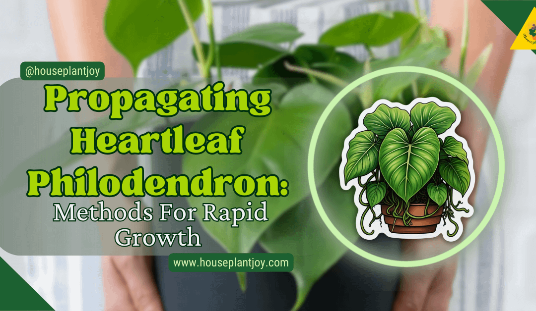 Propagating Heartleaf Philodendron: Methods For Rapid Growth