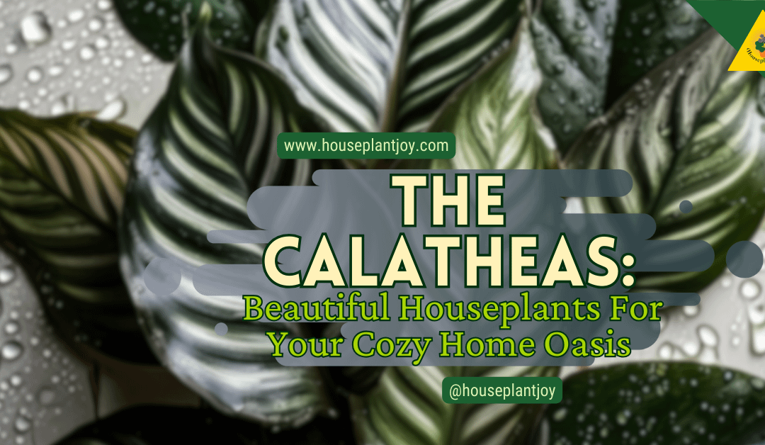 The Calatheas: Beautiful Houseplants For Your Cozy Home Oasis