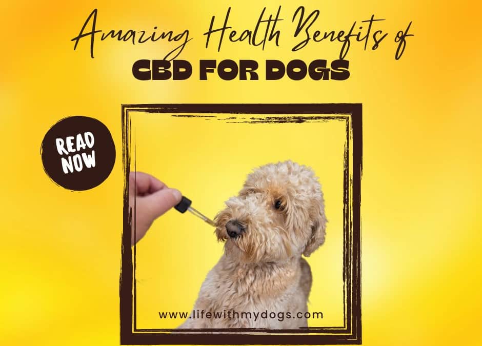 Amazing Health Benefits of CBD for Dogs