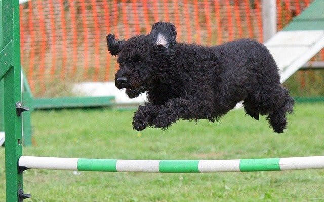 Dog Agility At Home, Top Tips for Fun Training