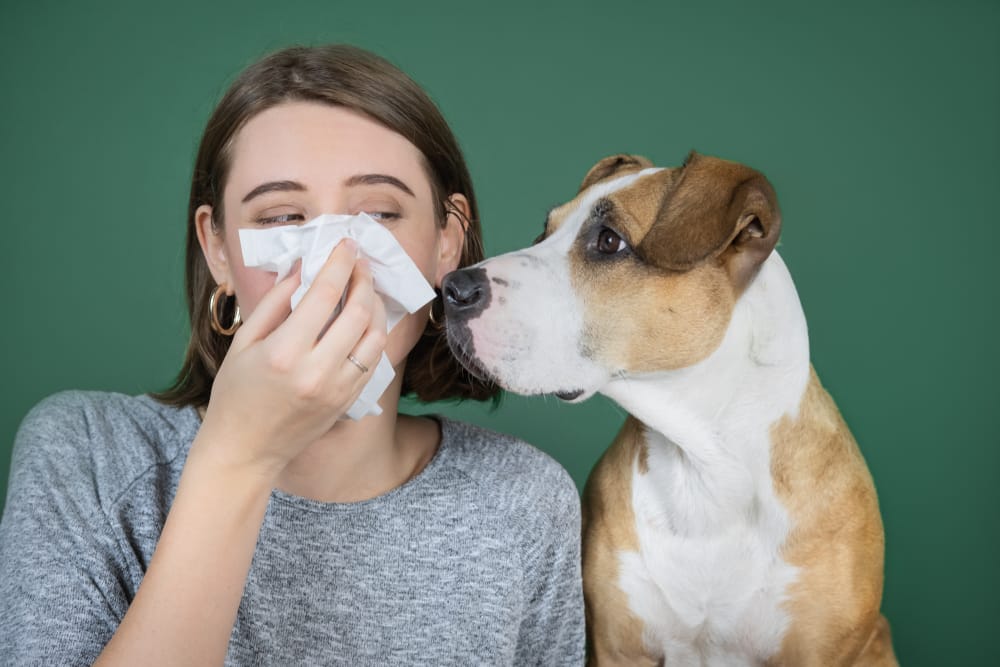 Allergic to Dogs Symptoms and Treatment