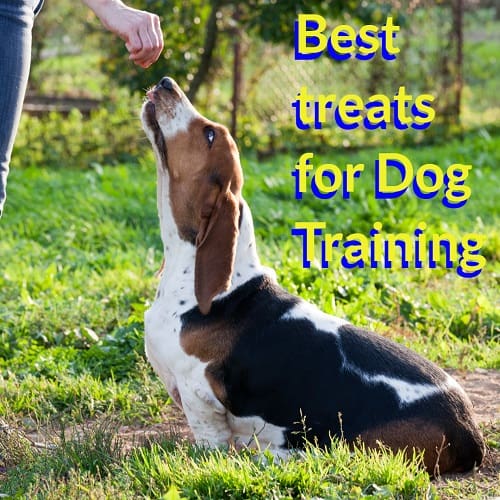 Best Treats For Dog Training