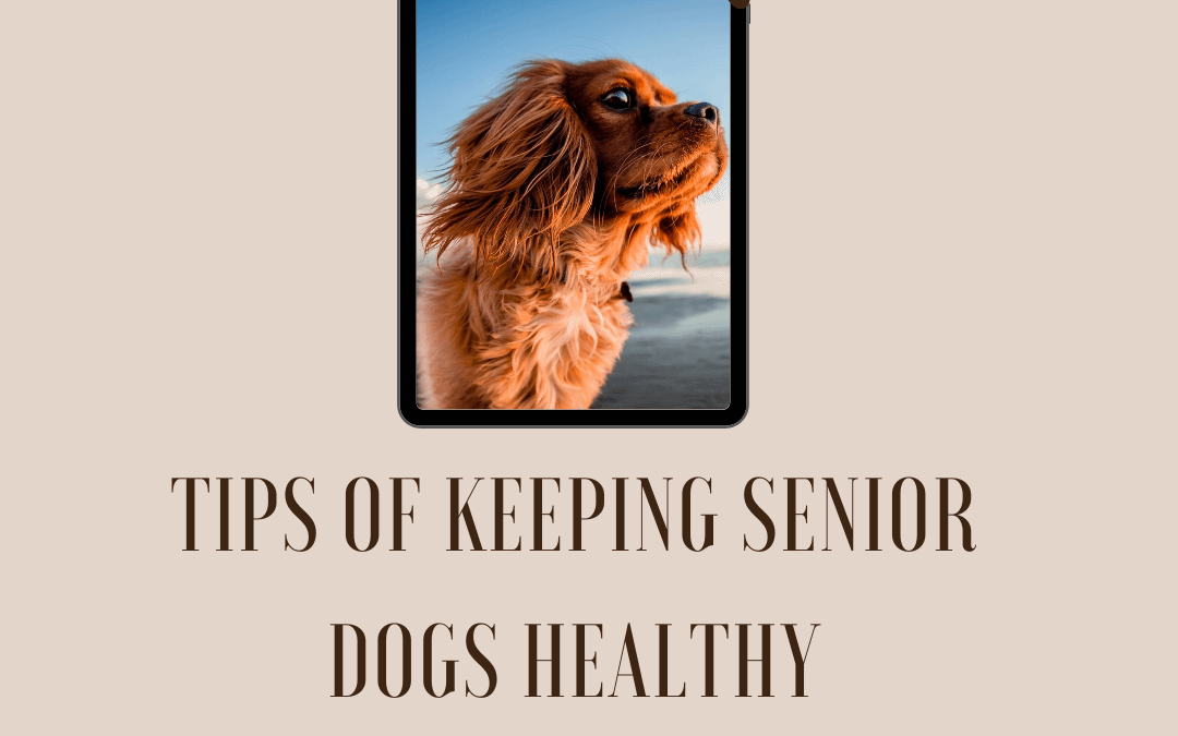 Keeping Senior Dogs Healthy – Top Tips