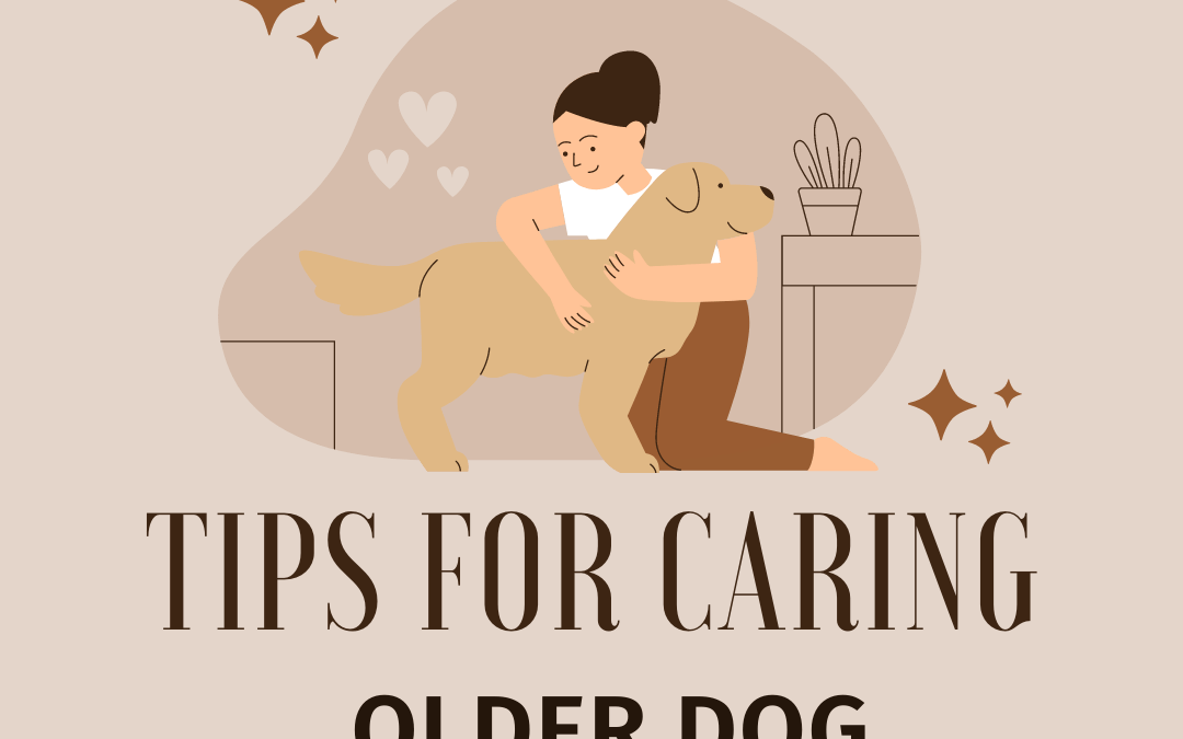 tips for caring for older dogs