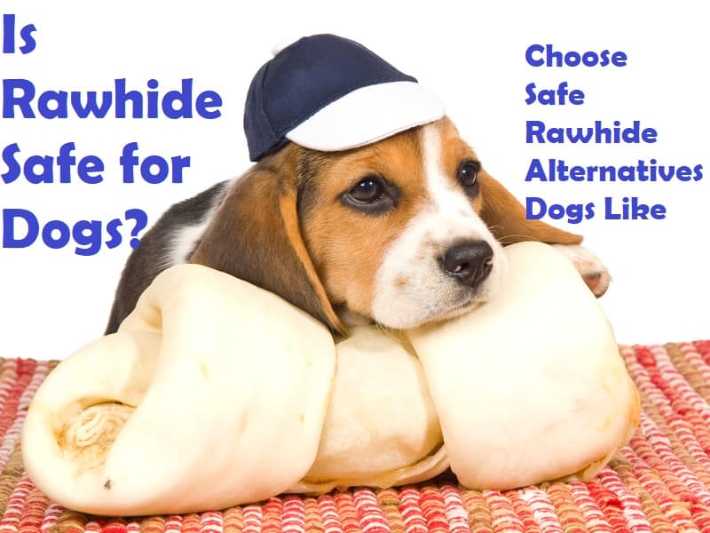 is rawhide safe for dogs