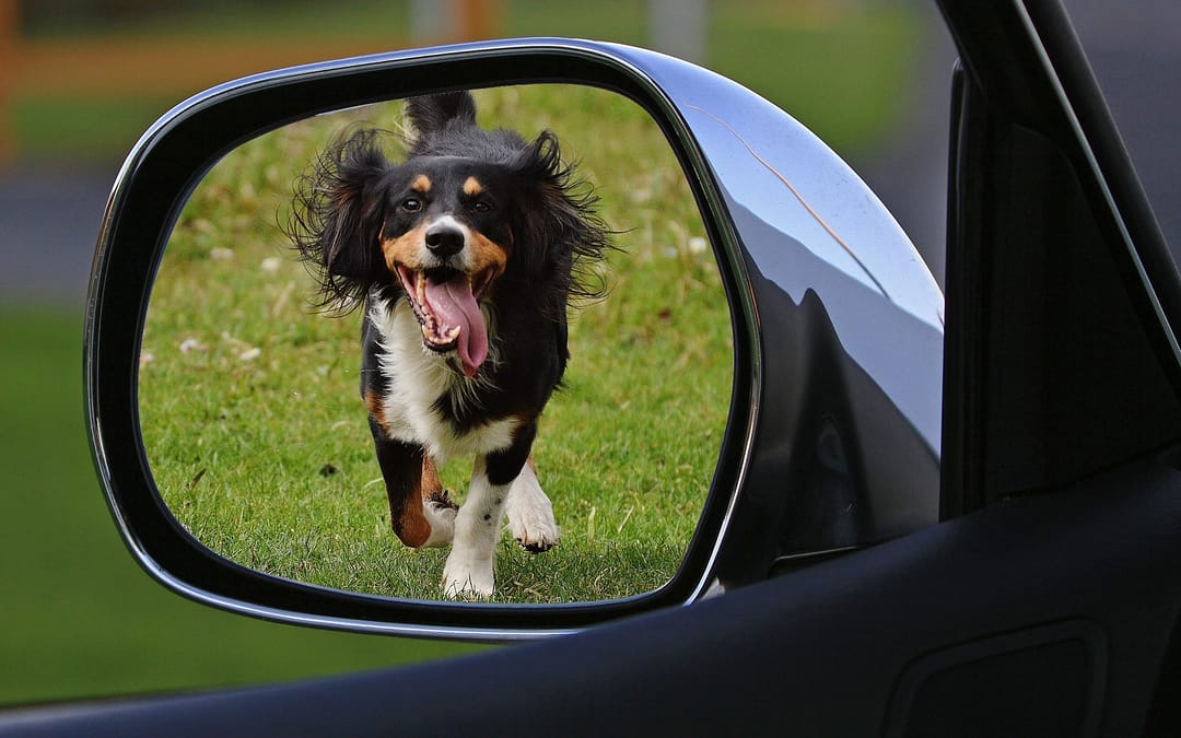 train dog not to chase cars