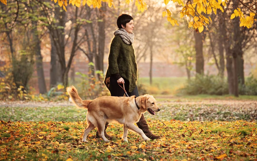proper way to walk a dog