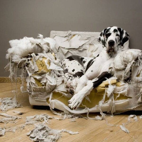 dog destroying your home