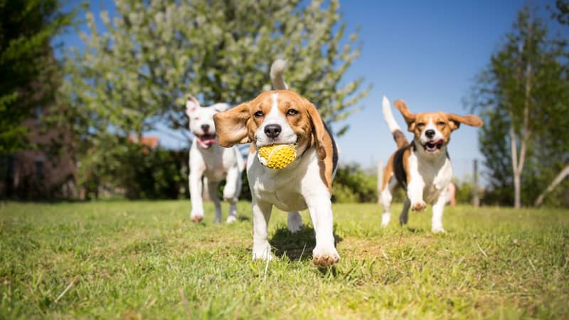 should i get a third dog