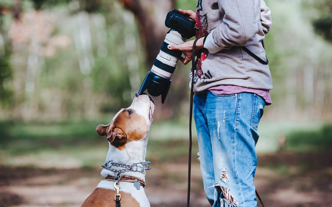 Pics Of Really Cute Dogs Are Possible To Capture