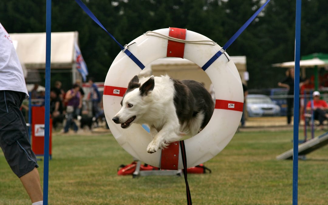 15 Fun Tricks to Teach Your Dog