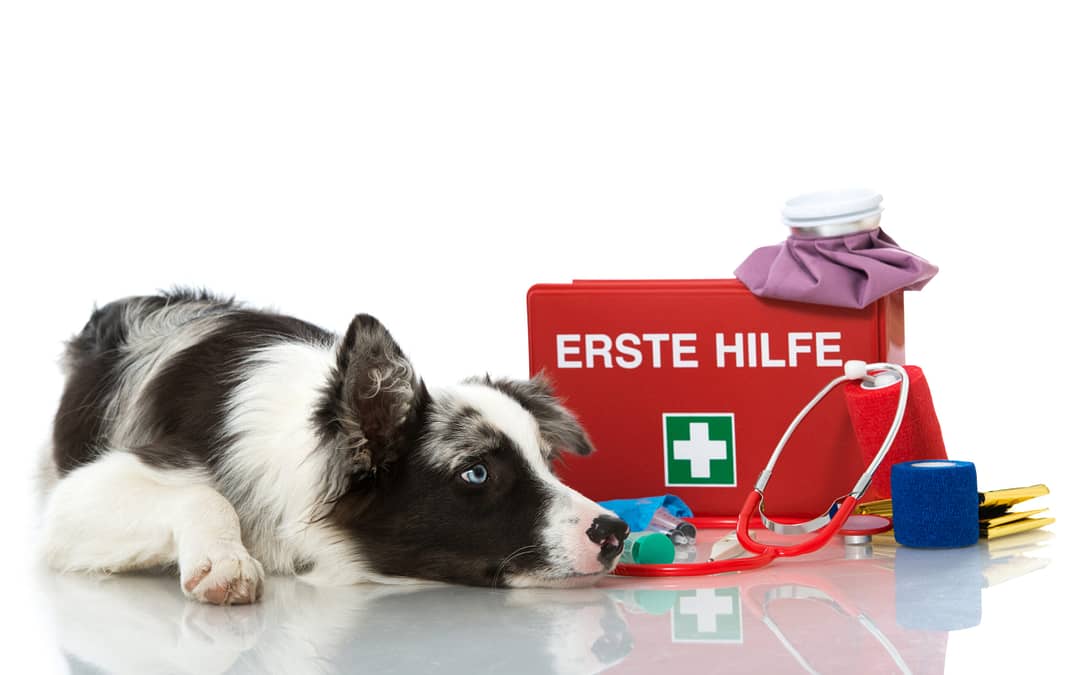 Pet First Aid Tips For Your Dog