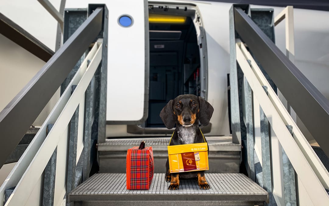 dog friendly travel guide