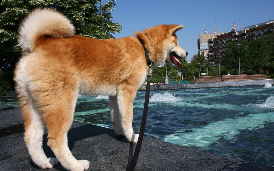 keeping your dog cool