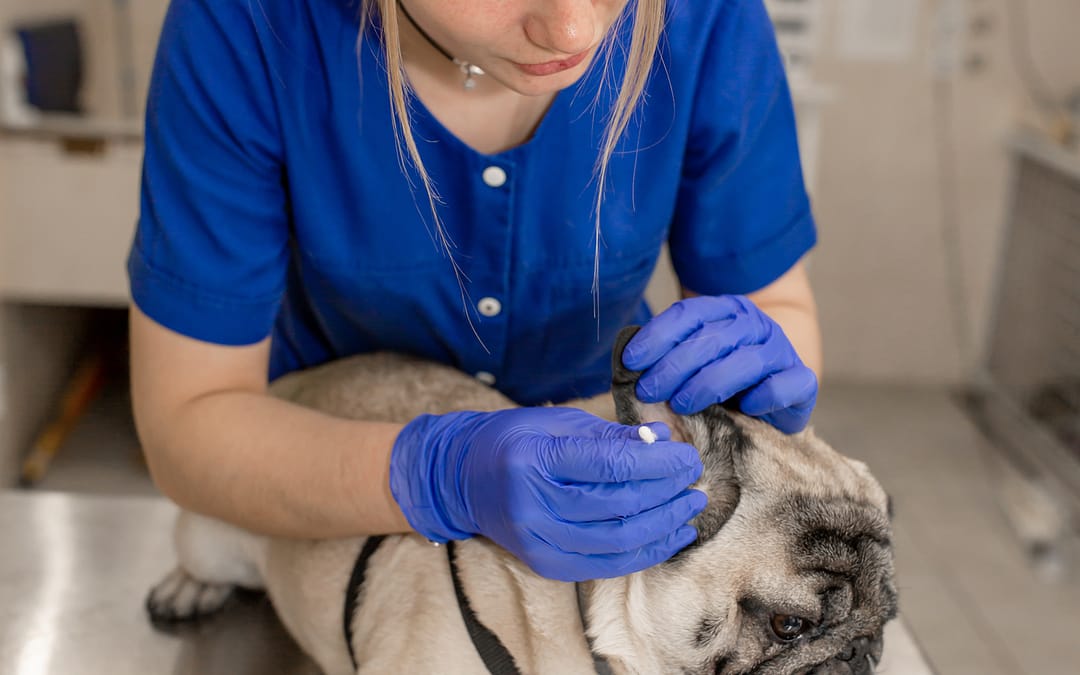 clean dog ears