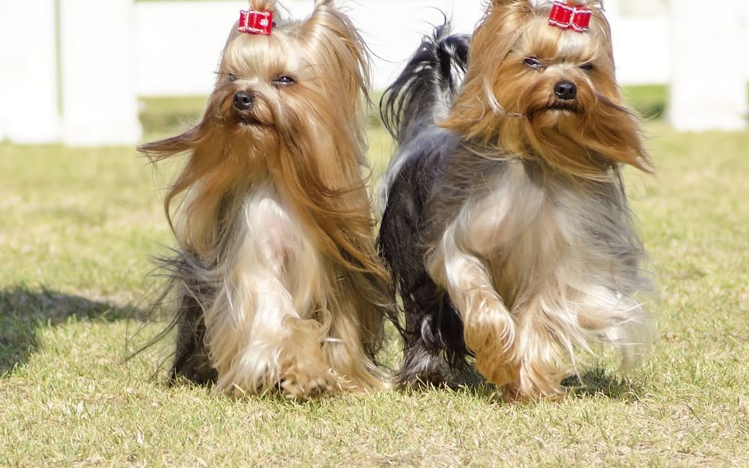 Dog Breeds That Don’t Shed, Toy Dogs