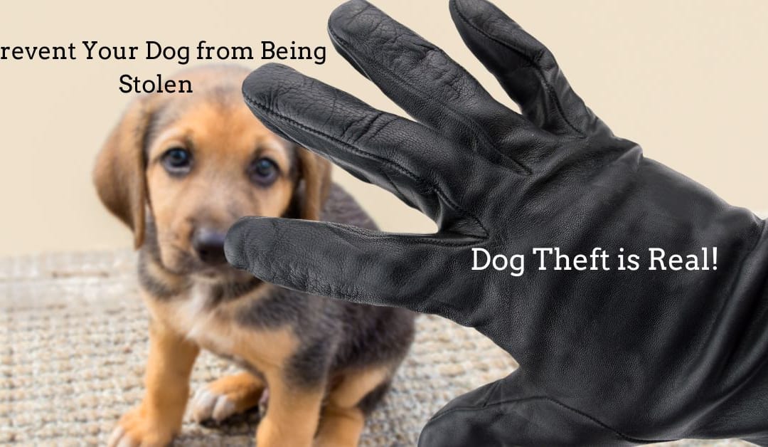 Prevent Your Dog from Being Stolen