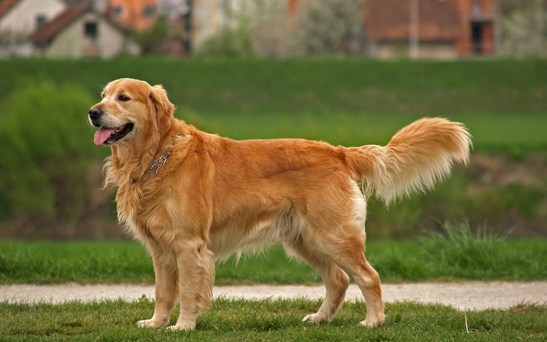 Are Golden Retrievers Good With Kids?