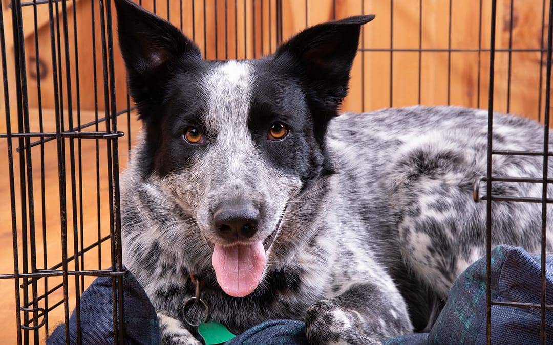 Crate Train A Dog, Top Tips