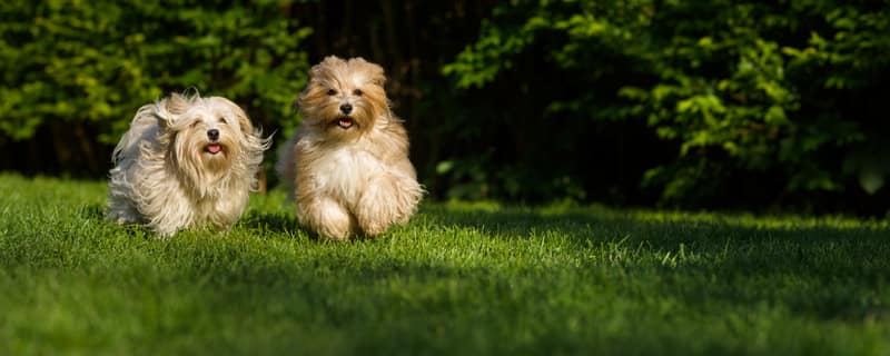 train your puppy to come