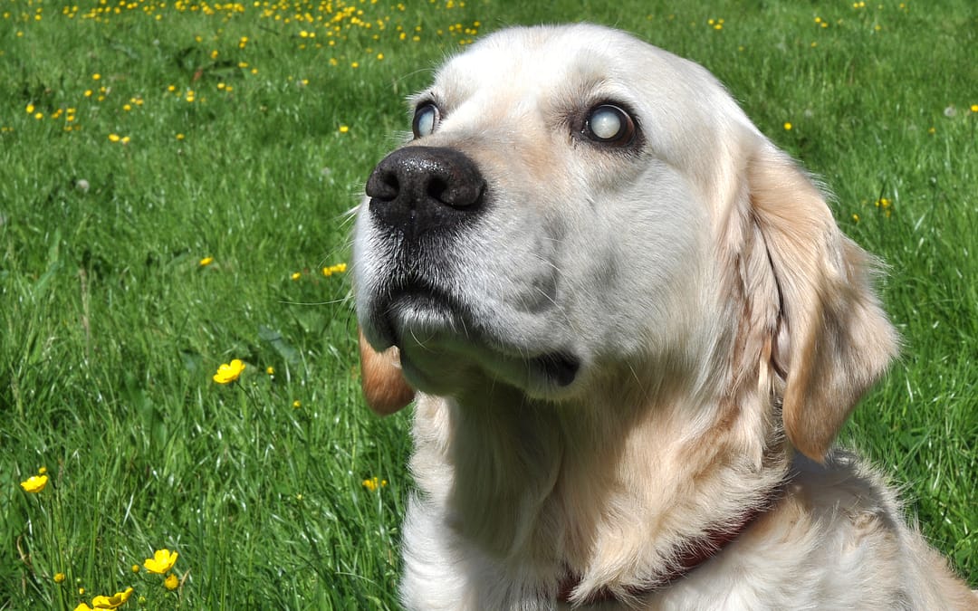 Blindness In Dogs Explained
