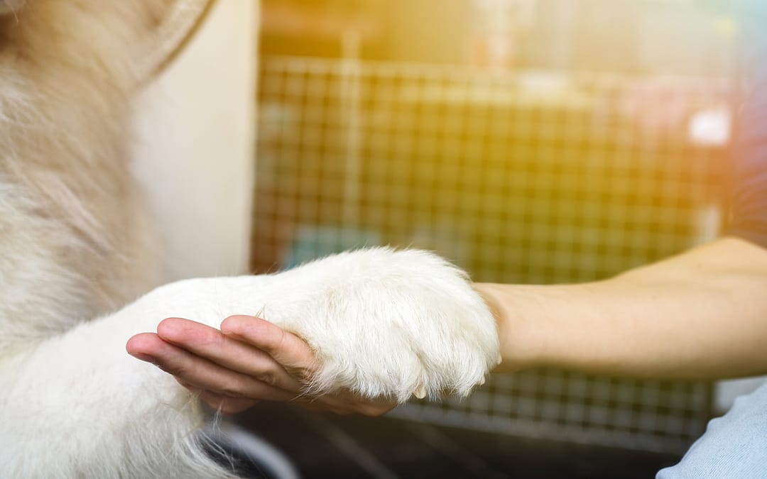Emotional Support Dogs Defined