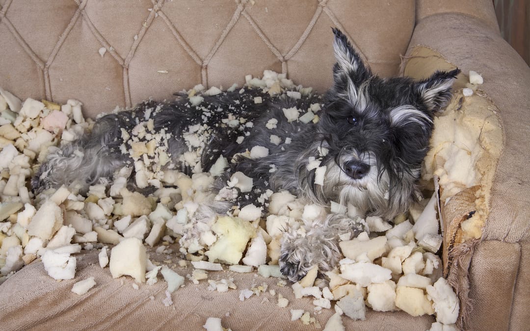 Furniture For Pets Homes