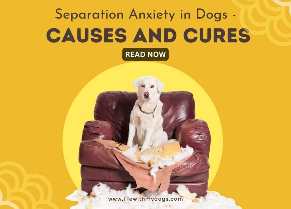 Separation Anxiety in Dogs - Causes and Cures