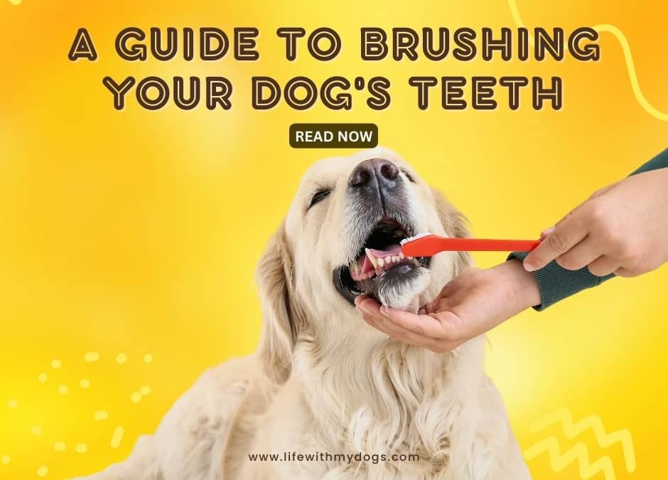 A Guide to Brushing Your Dog's Teeth