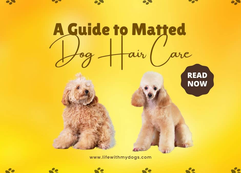 A Guide to Matted Dog Hair Care