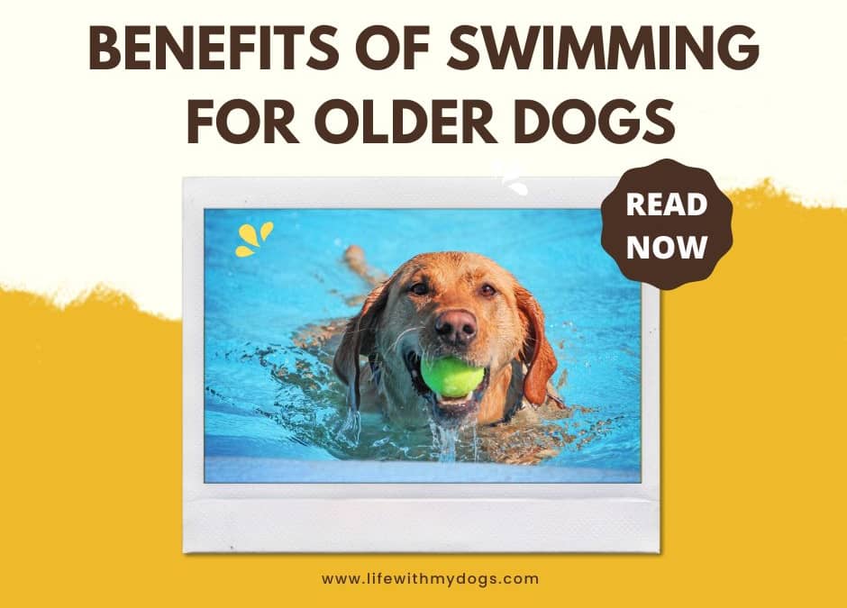 Benefits of Swimming for Older Dogs
