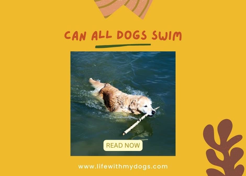 Can All Dogs Swim