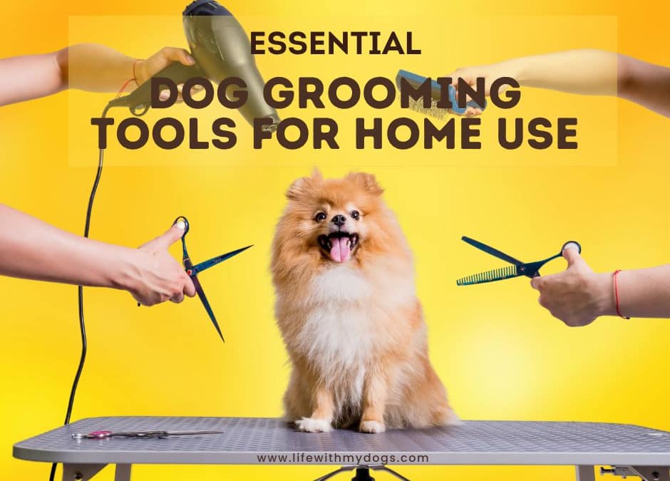Essential Dog Grooming Tools for Home Use