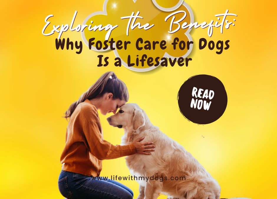 Exploring the Benefits Why Foster Care for Dogs Is a Lifesaver